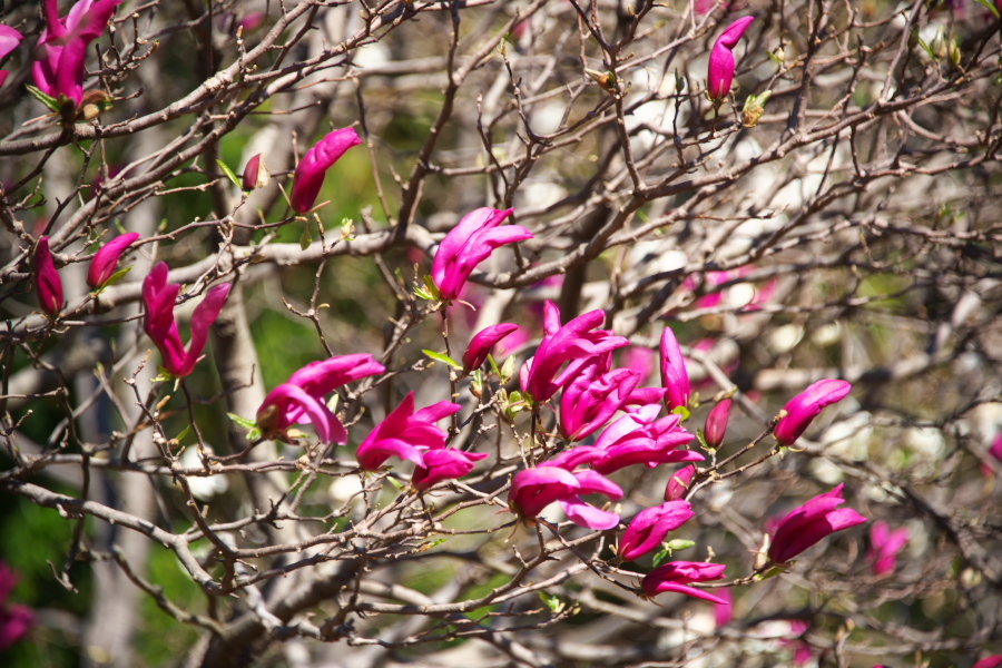 a0263109_13590667.jpg