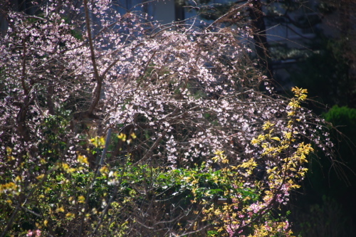 a0263109_14001330.jpg
