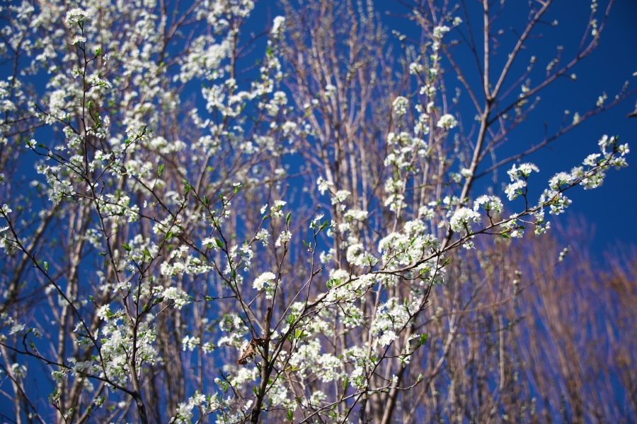 a0263109_14004885.jpg