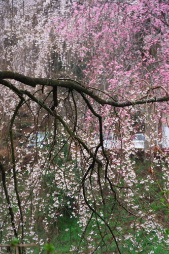 栃木市 つがの里の枝垂れ桜2_a0263109_20384139.jpg
