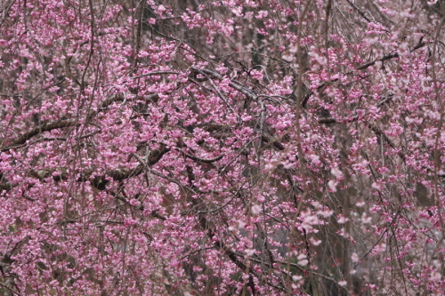 栃木市 つがの里の枝垂れ桜2_a0263109_20384234.jpg