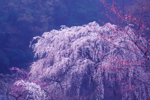 栃木市 つがの里の枝垂れ桜2_a0263109_20393059.jpg
