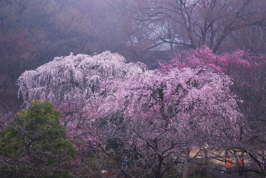 栃木市 つがの里の枝垂れ桜2_a0263109_20403132.jpg
