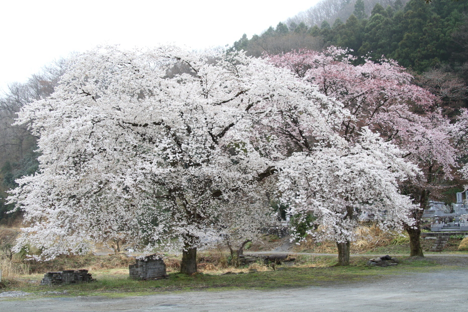 岩田桜満開 - 2019年桜・秩父鉄道 -_b0190710_23261962.jpg