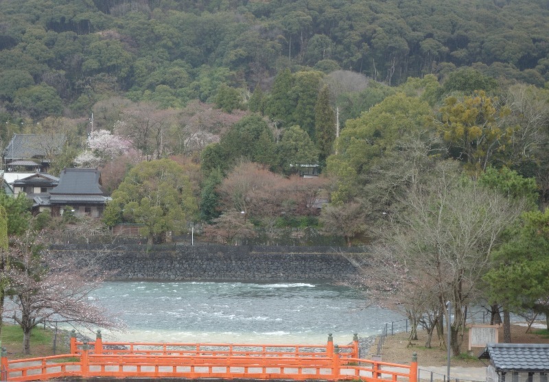 4月2日(thu) 曇り ／ 背割り堤のサクラなど..(photo=4/1)_a0059311_20160826.jpg