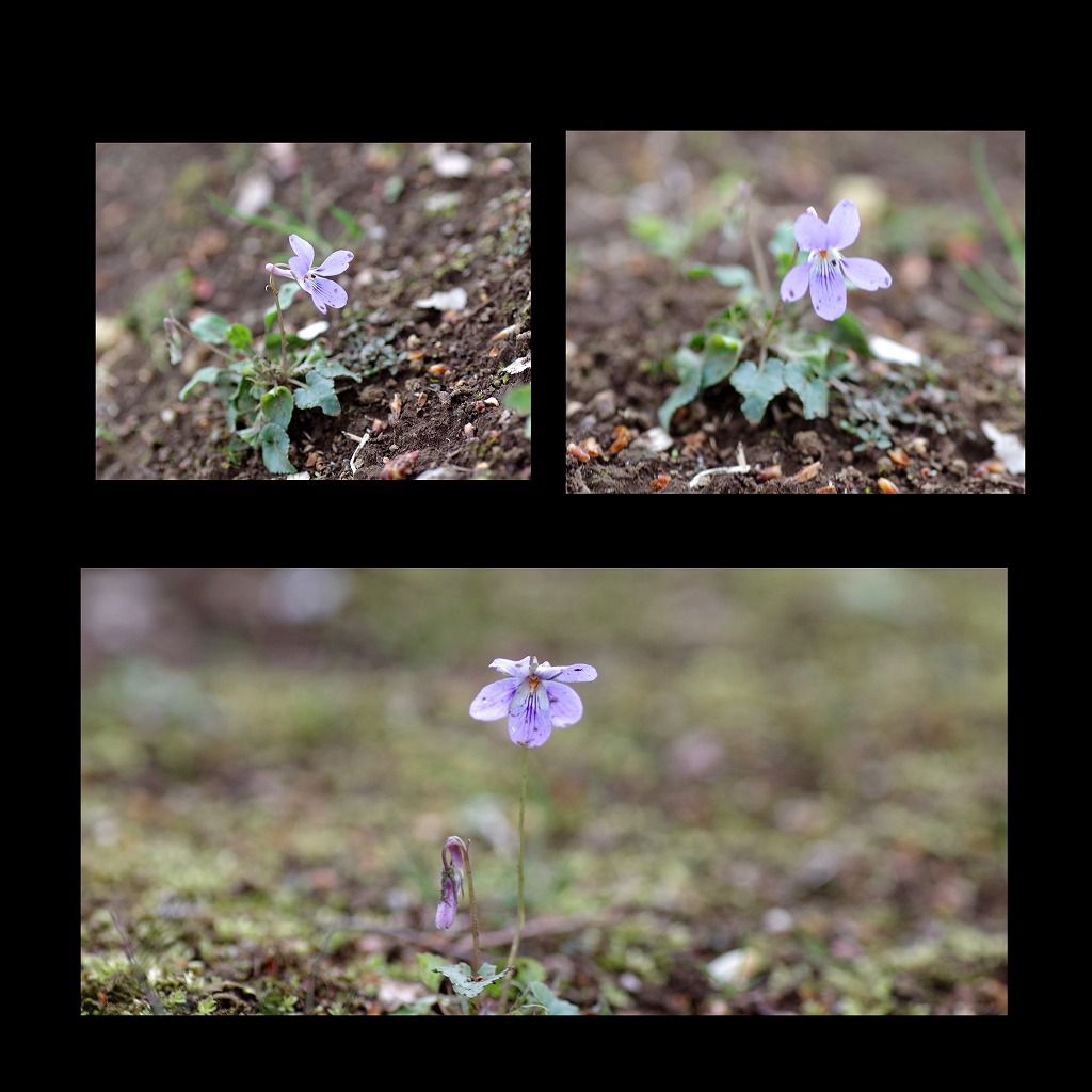 菫も咲いている_d0147812_17413911.jpg