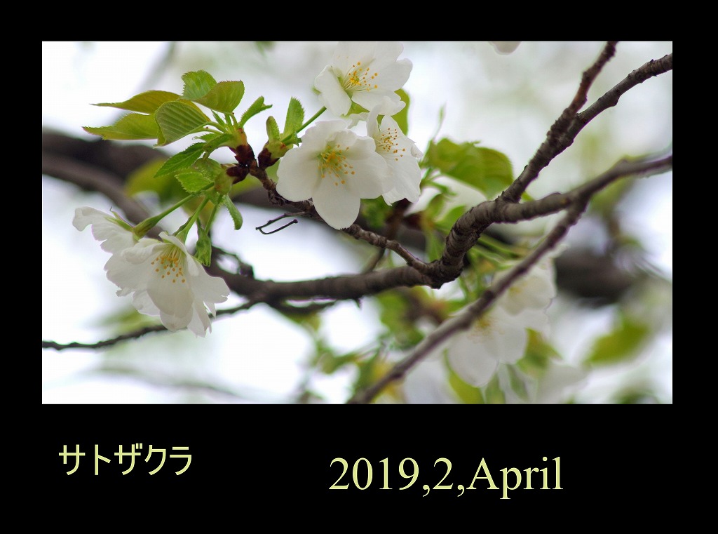 菫も咲いている_d0147812_17434132.jpg