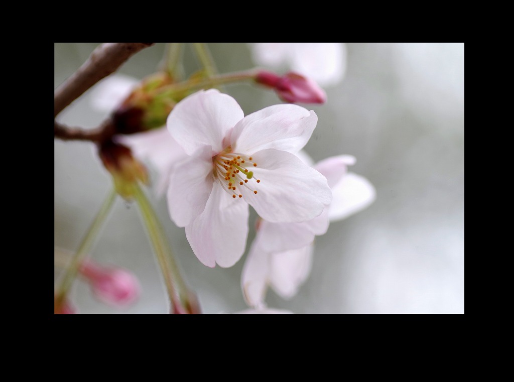 菫も咲いている_d0147812_17435058.jpg