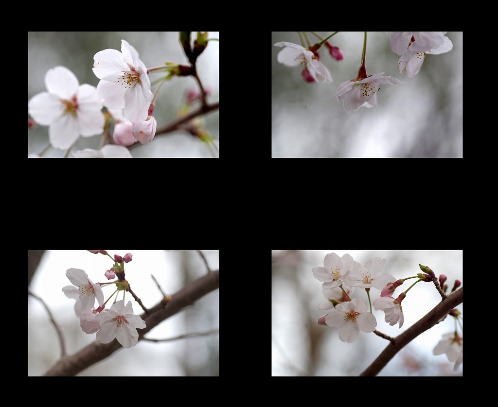 菫も咲いている_d0147812_17435895.jpg