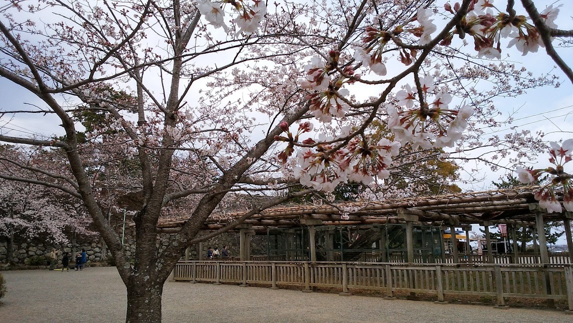 松阪城の桜_e0099212_22525965.jpg