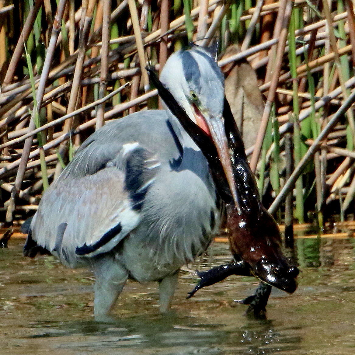 牛蛙を捕食するアオサギ ｏｏｎ シエロの鳥ノート