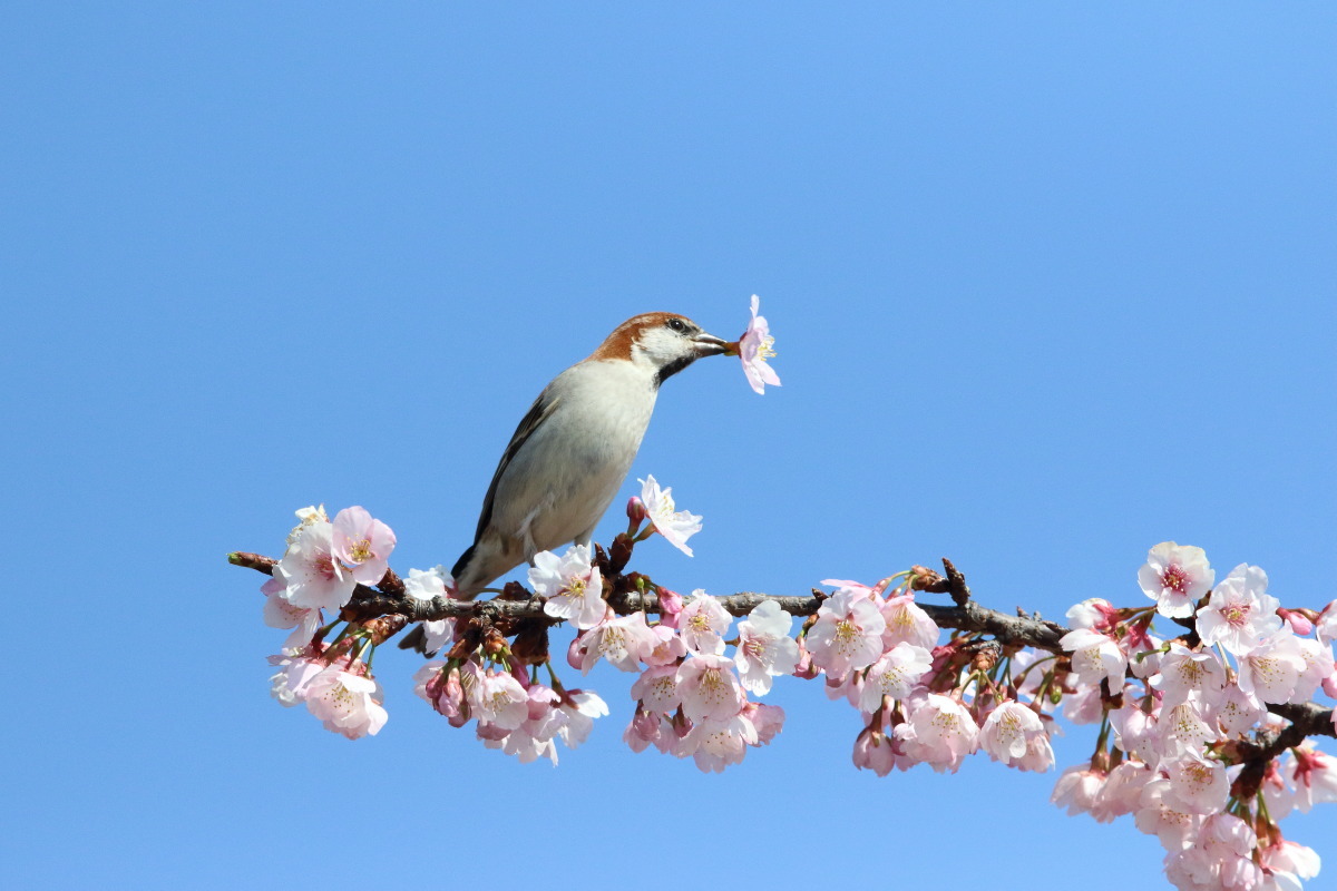 ニュウナイスズメ　④　青空に大寒桜_f0369315_22193861.jpg