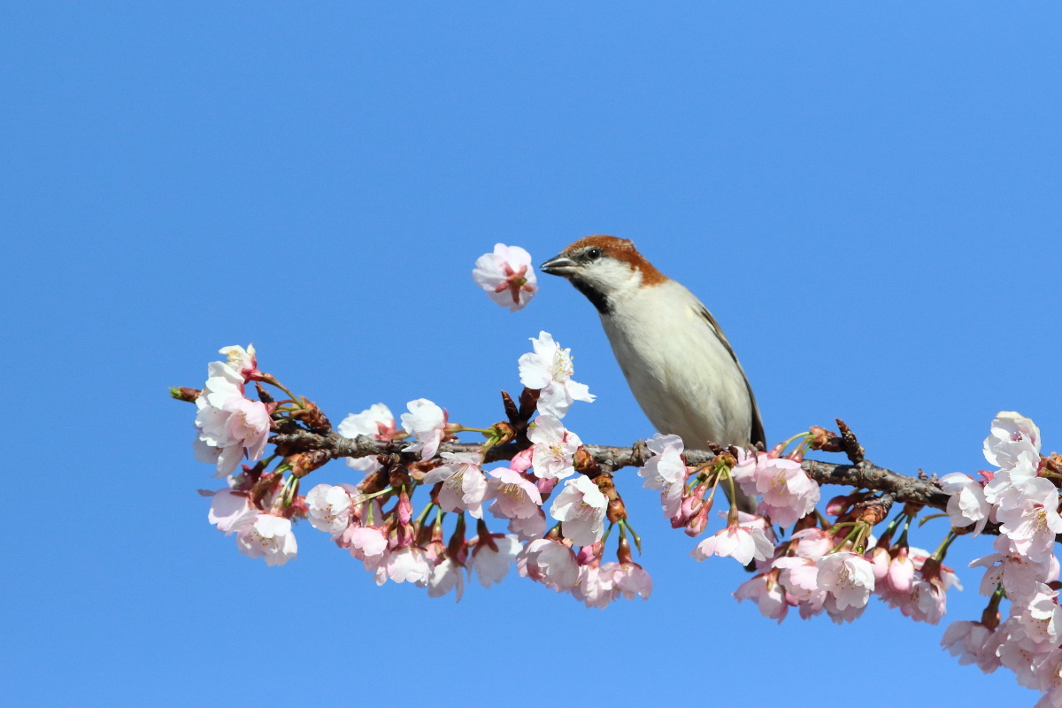 ニュウナイスズメ　④　青空に大寒桜_f0369315_22193928.jpg