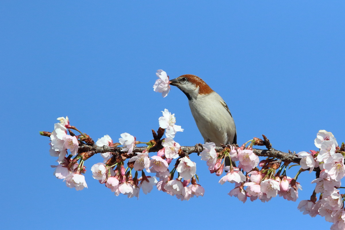 ニュウナイスズメ　④　青空に大寒桜_f0369315_22193969.jpg