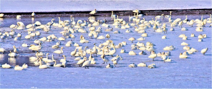 湿原の沼のハクチョウたちの様子から_d0098721_21034031.jpg