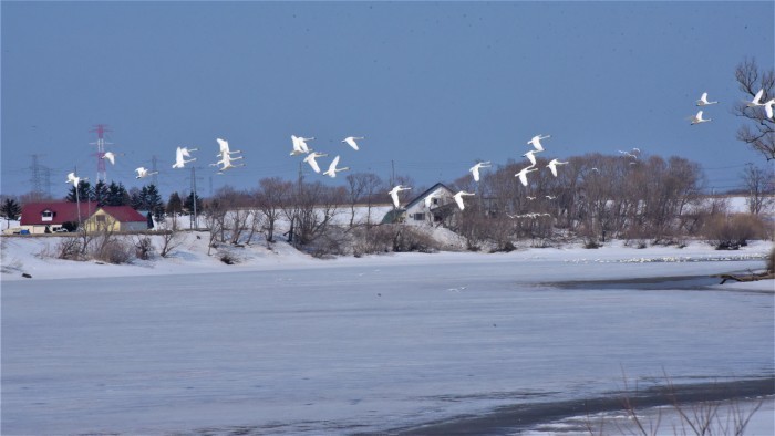 湿原の沼のハクチョウたちの様子から_d0098721_21383113.jpg