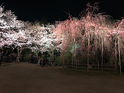 夜桜_b0134123_19532592.jpg