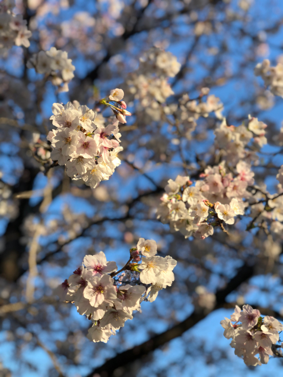 開花って言いますけど（開花宣言から12日目）_b0317723_07065885.jpg