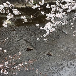 「卯月」_b0211926_15444077.jpg