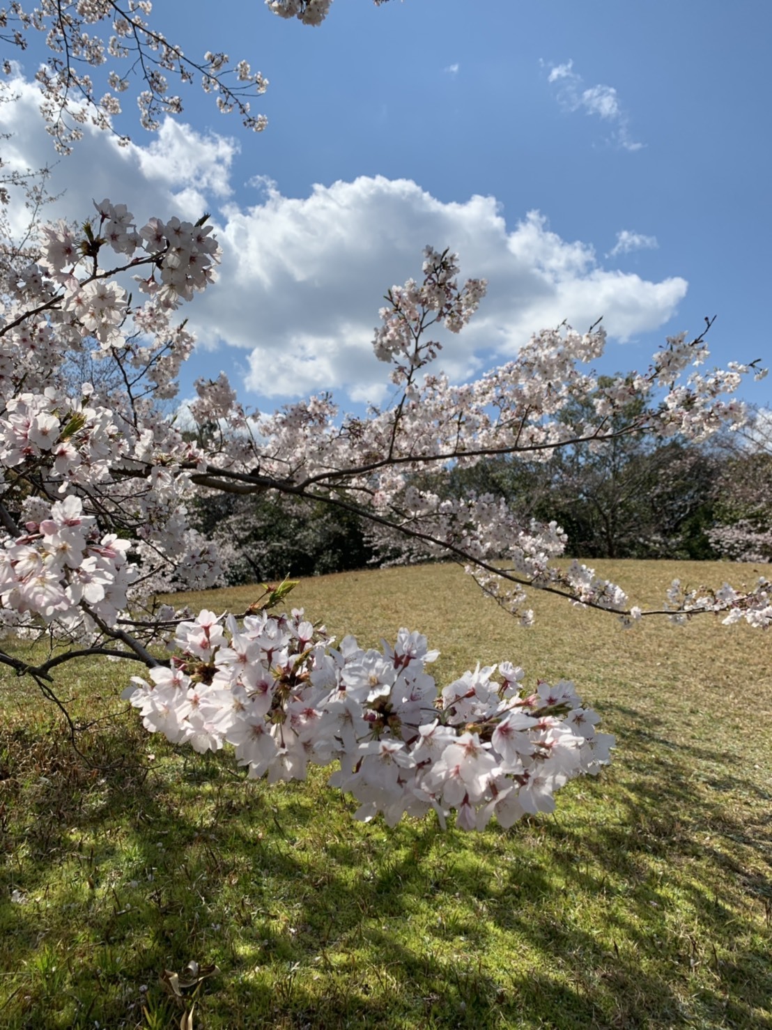 森の水車公園と伊左地緑地でお花見_b0393328_00050743.jpg
