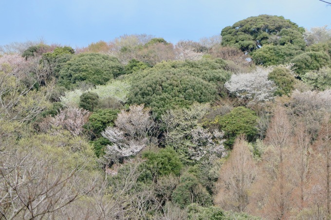 今日の桜はヤマザクラ_d0323231_22261553.jpg