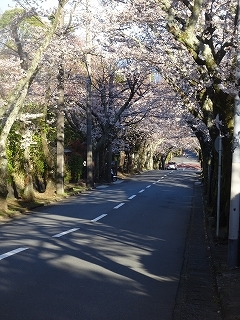 伊豆高原の桜を見に(3月31日、日、晴れ）_c0147935_20362851.jpg