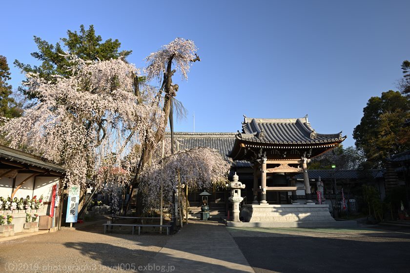 川越 明見院 枝垂れ桜_e0362037_20572137.jpg