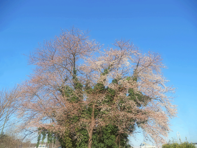d0290240_11210984.gif