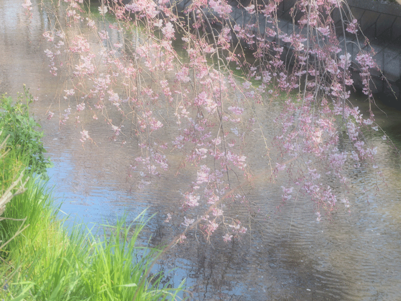 d0290240_11212307.gif