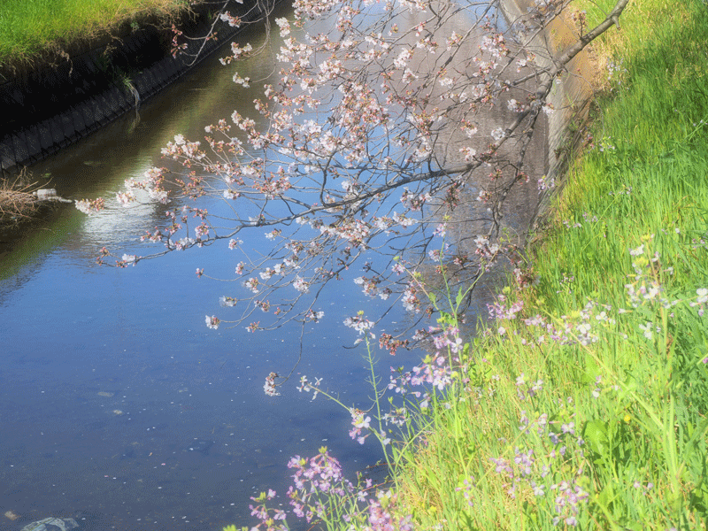 d0290240_11215608.gif