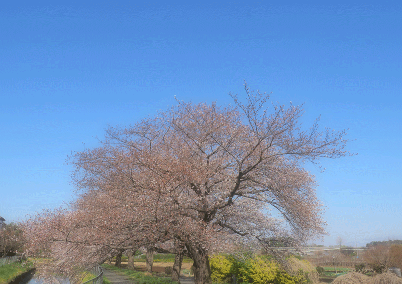 d0290240_11220951.gif