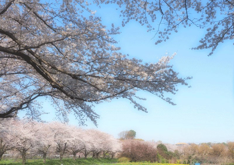 d0290240_11232240.gif