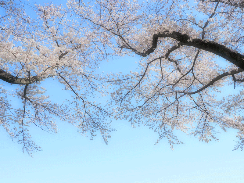 d0290240_11235059.gif