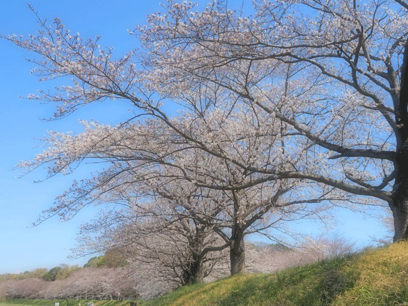 d0290240_11242624.gif