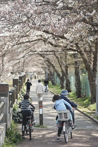 それぞれ、桜を楽しむ_d0349141_14251010.jpg