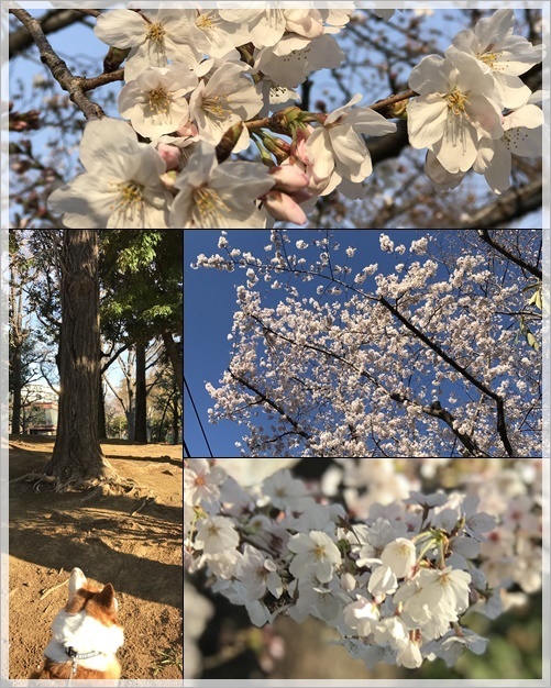 桜の大宮公園_c0128342_07054817.jpg