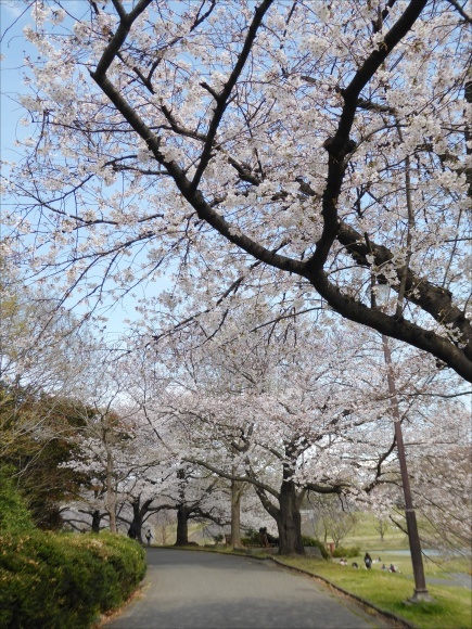 桜の大宮公園_c0128342_14125261.jpg