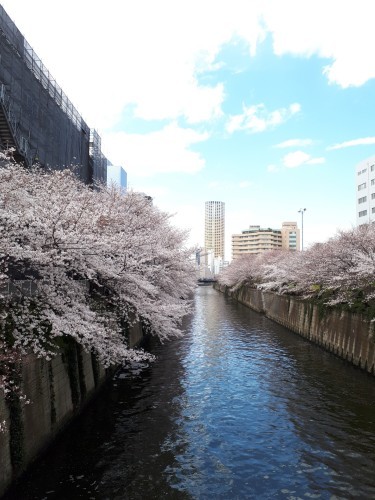 目黒川の桜とランチに骨付き豚カツ、そして息子のパスタ_f0293042_22253031.jpg