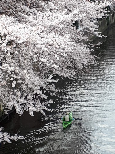 目黒川の桜とランチに骨付き豚カツ、そして息子のパスタ_f0293042_22255081.jpg