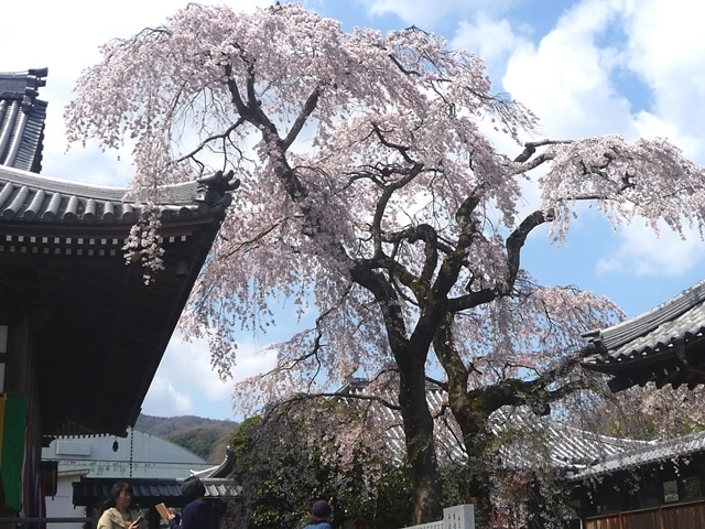 無量寺 しだれ桜_f0215745_14363852.jpg