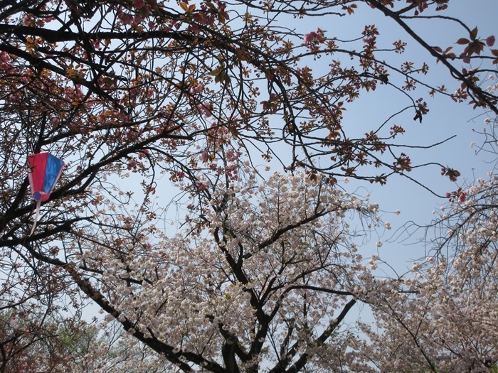 【外人観光客に人気の北区の花見スポット】_b0009849_22542792.jpeg