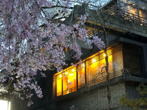 上野公園夜桜と、北千住イタリアン_e0230154_07322317.jpg