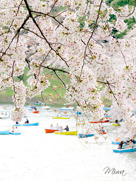 皇居　心にのこる桜の景色_f0224855_21241860.jpg