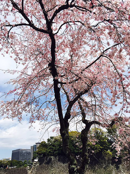 皇居　心にのこる桜の景色_f0224855_21281962.jpg