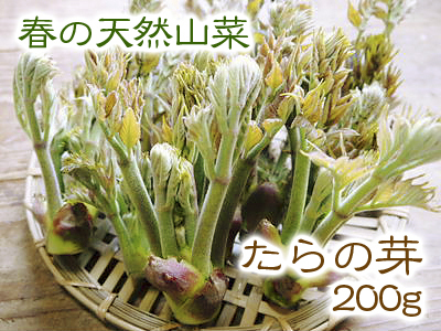 熊本県産!天然たらの芽!令和3年の販売開始!!数量限定の完全予約制販売!朝採り、即日発送でお届けします!_a0254656_17180647.jpg