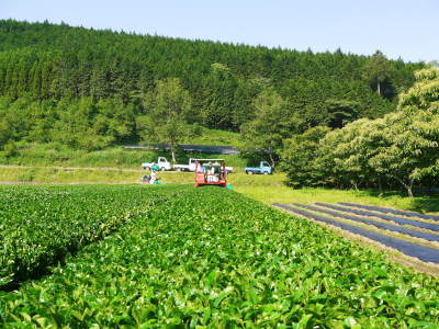 熊本県産!天然たらの芽!令和3年の販売開始!!数量限定の完全予約制販売!朝採り、即日発送でお届けします!_a0254656_18194086.jpg