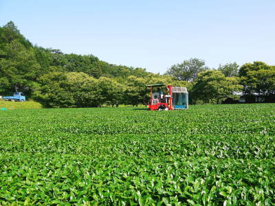 熊本県産!天然たらの芽!令和3年の販売開始!!数量限定の完全予約制販売!朝採り、即日発送でお届けします!_a0254656_18200555.jpg