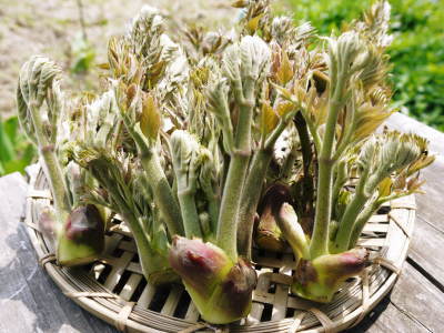 熊本県産!天然たらの芽!令和3年の販売開始!!数量限定の完全予約制販売!朝採り、即日発送でお届けします!_a0254656_18271308.jpg