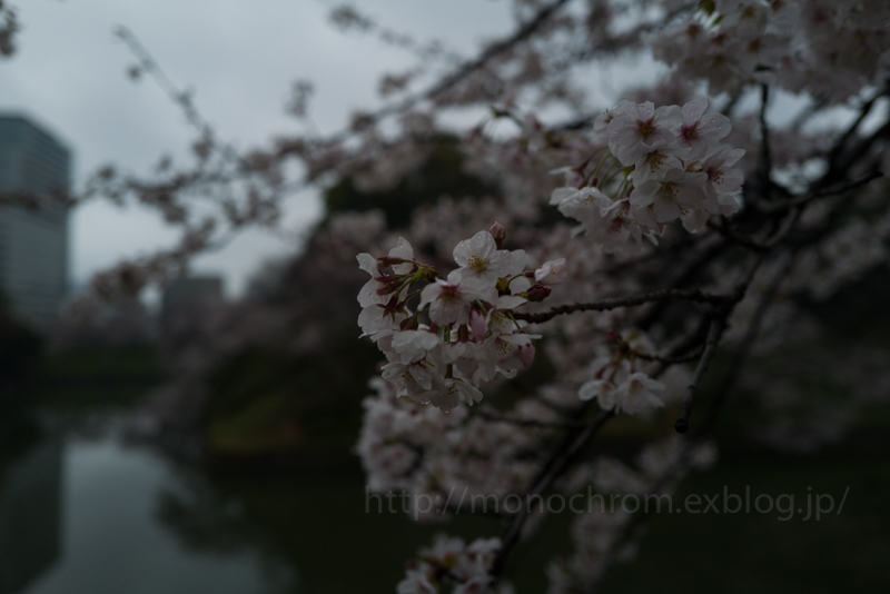 Leica Q2 First Impression 初撮　vol.5 Sakura_c0219256_06420506.jpg