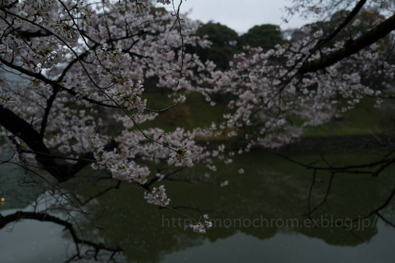 Leica Q2 First Impression 初撮　vol.5 Sakura_c0219256_06420528.jpg